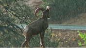 PICTURES/Mt Carmel Highway & Lodging/t_Mt. Carmel Hwy - Sheep21.JPG